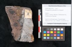 Foto (Objekt + Etikett) von Noeggerathia palmaeformis Goeppert (NHMW-GEO-2024-0188-10751)